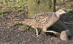 Female Pheasant - Clara Vale