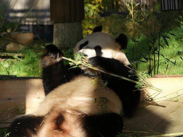 Großer Panda, Ouwehands Dierenpark Rhenen