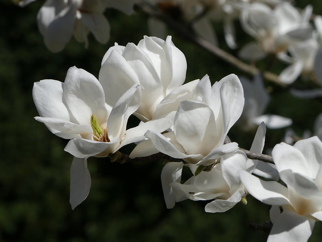 Magnolienblüte Wilhelma