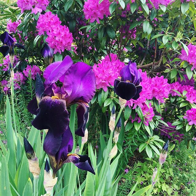 My neighbors gorgeous deep purple irises, against our bright magenta rhodies.