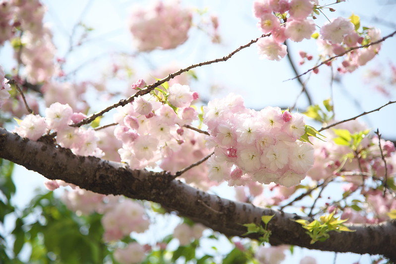 上野公園の八重桜