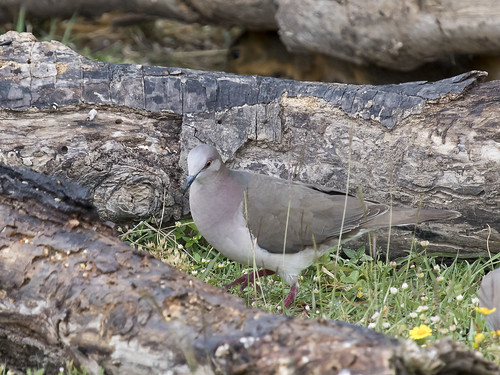 birds outdoors nature wildlife canon7dmarkii texas whitetippeddove leptotilaverreauxi dove whitetipped hazelbazemorepark nuecescounty