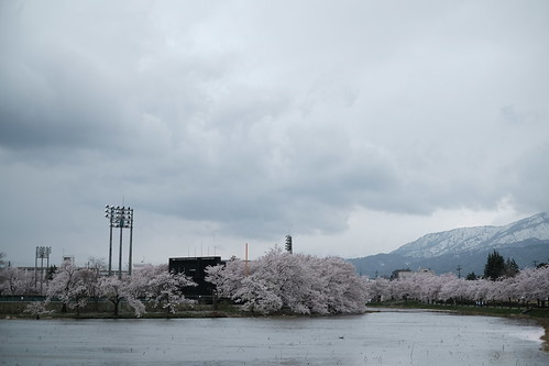 高田の桜