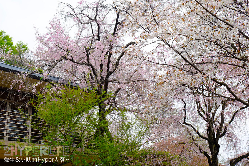 東京賞櫻首推【新宿御苑】氣氛超好還可以看到櫻花雪！內附交通攻略、門票、和開放時間資訊，裡面竟然還有百年植物園可以逛哦！ @強生與小吠的Hyper人蔘~