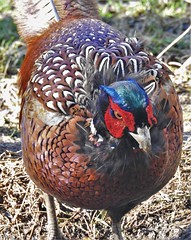 Pheasant - Front and Centre - Thornley