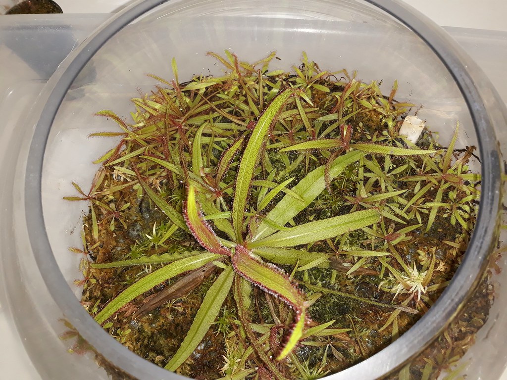 Drosera adelae terrarium; AUSCPS meeting