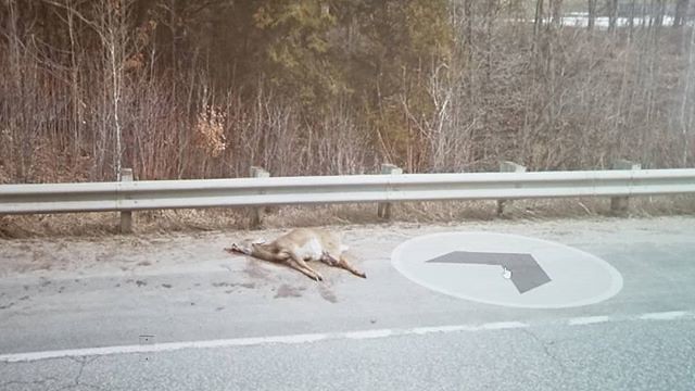 Common victim of the 148. #2012 #Ridingthroughwalls #xcanadabikeride #googlestreetview #roadkill #OttawaValley #outaouais #pontiacQC #quebec