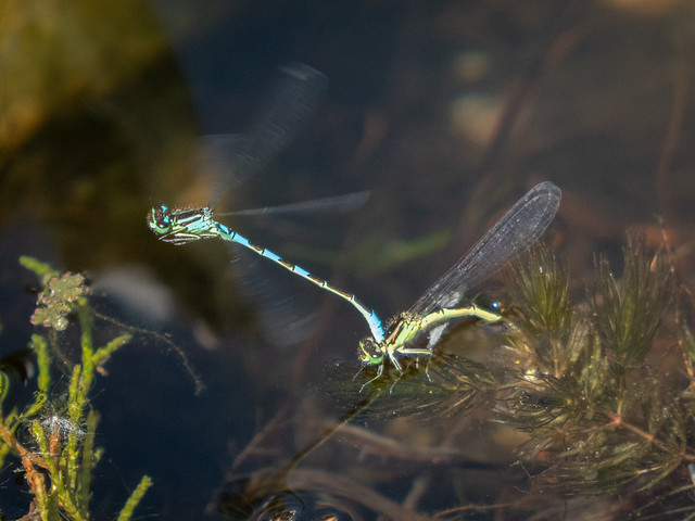 dragonflies laying eggs