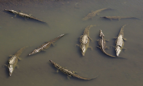 cocodrilos tarcoles costarica cocodriles animals nature water river wild lizards alligators swimming chilling explore adventure destinations tourist travel traveling