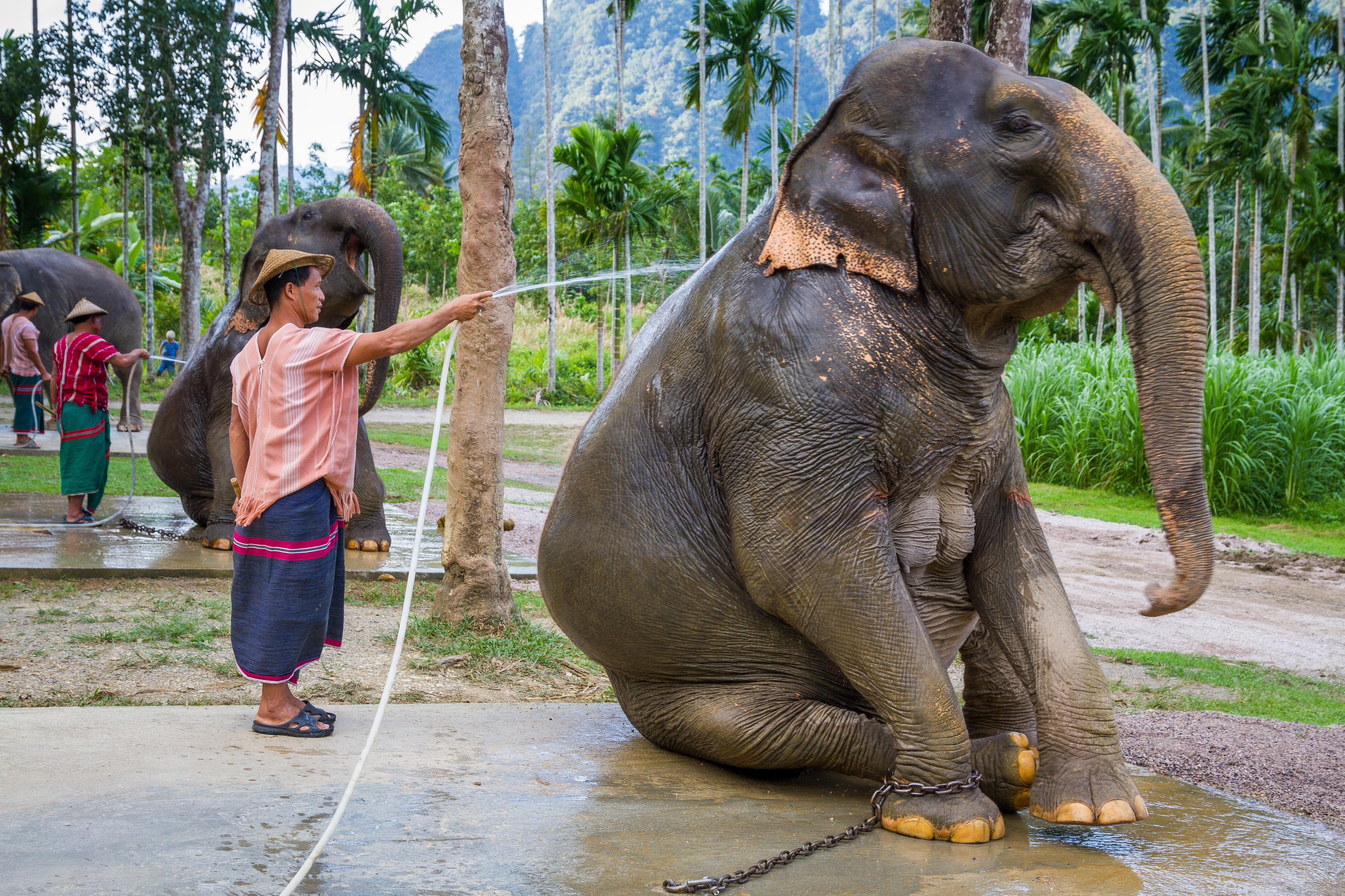 Mahout cleaning his elephant at Elephant Hills, Khao Sok National Park, Thailand. Photo taken on December 8, 2009.