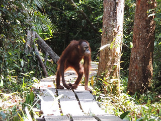 Orangutan Foundation International Penelope Cruz Indonesia Borneo
