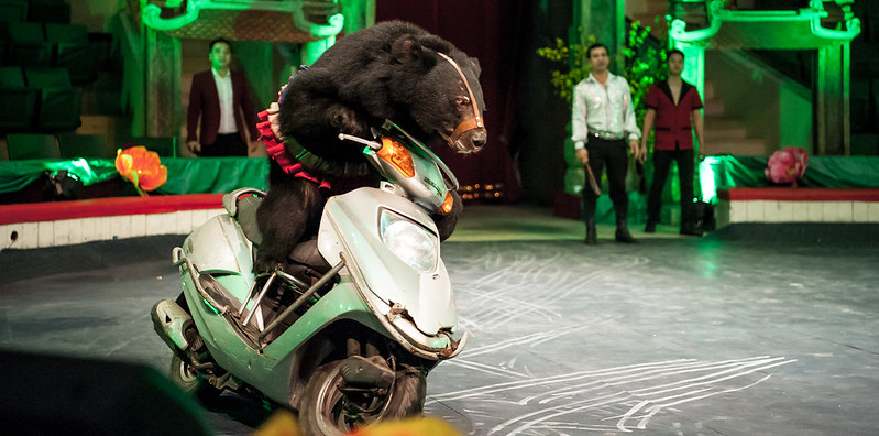 A bear riding motorbike