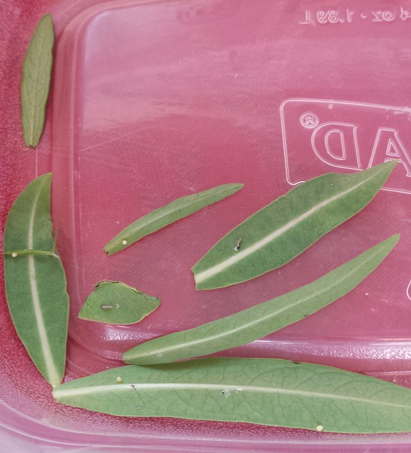 Looking down into a plastic container with eight milkweed leaves of various sizes, with four monarch eggs and two tiny caterpillars.