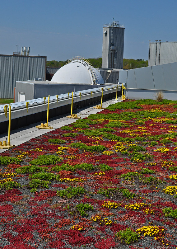 Green Roof (6)