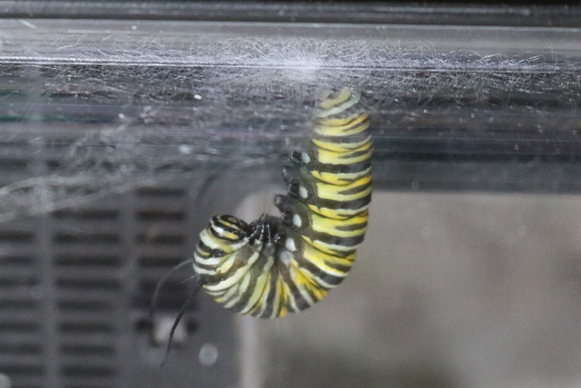 Monarch caterpillar hanging in the J position from a plastic cage.