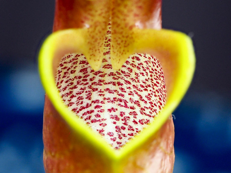 Paphiopedilum appletonianum var. hainanense (inside of the lip)