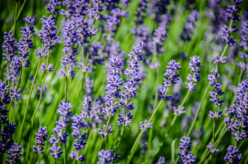 Purple Haze Lavender Farm-004
