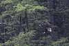 Pygargue à queue blanche - Haliaeetus albicilla - White-tailed Eagle<br>Région Parisienne