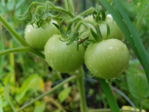 June 19 Tomatoes