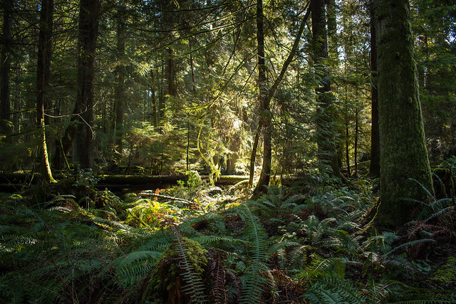 Qualicum Heritage Forest - Forest Bathing Tour
