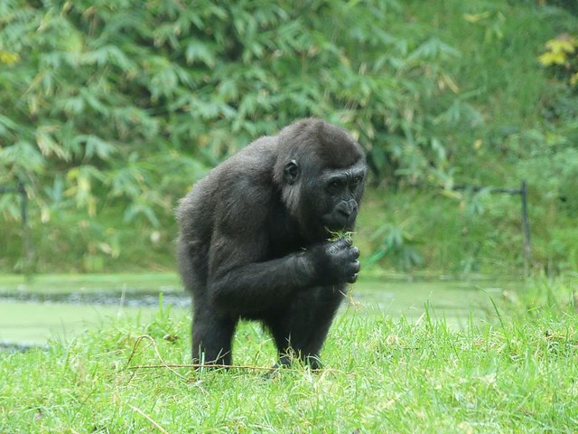 Gorilla, Burgers Zoo