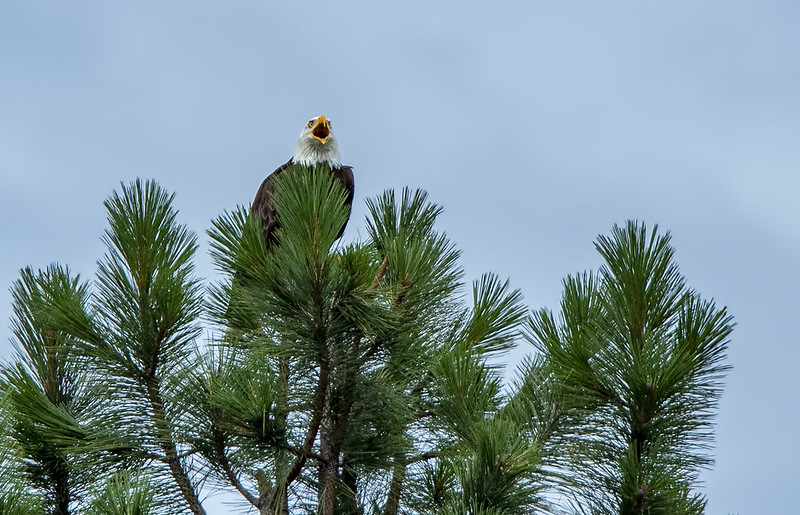 Southern Oregon bald eagle