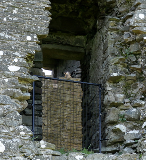 Peregrine Falcon nest, Threave Castle