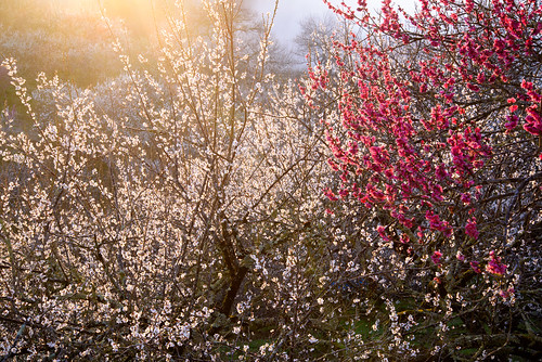 奈良市 奈良県 japan 梅 flower 月ヶ瀬 日の出 sunrise