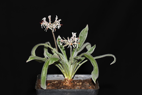Pelargonium auritum var. carneum