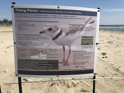 Sauble Falls - the piping plover sign