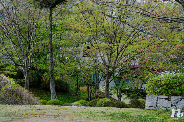 Khám phá đồi chè ở Wazuka, Kyoto