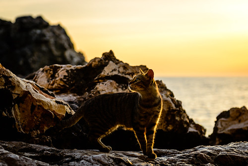 capegreco havogreko cat sunrise rocks sea