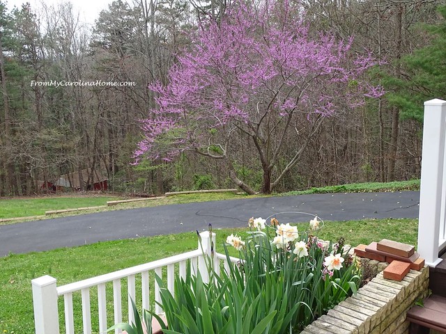 April in the Garden at From My Carolina Home