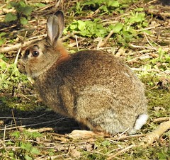 Rabbit at Clara Vale