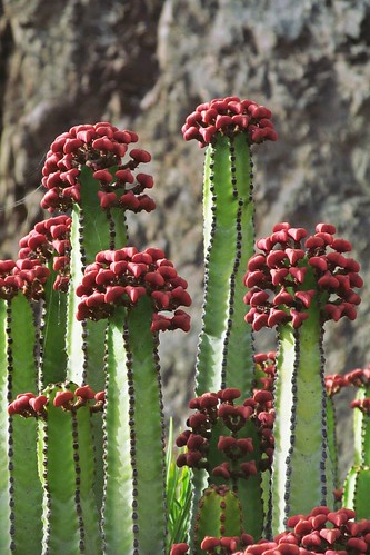 cactus plants masca tenerife canaryislands spain nature red green succulents