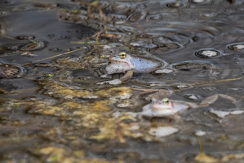 kirkilai panevėžioapskritis biržai kirkilųežerėliai lithuania lietuva smailiasnukėvarlė ranaarvalis marshfrog