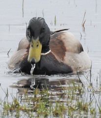 Mallard Duck - Water Trickle