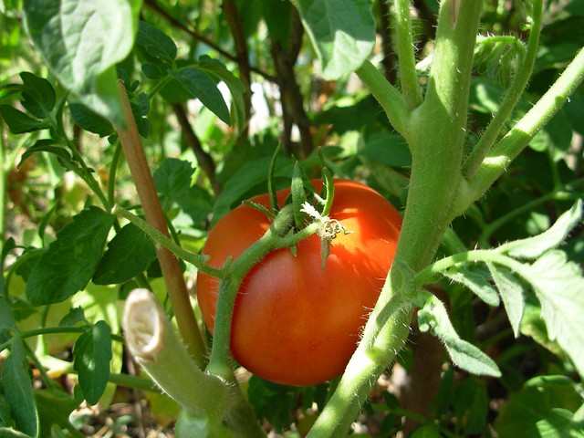 20060815 - Un Tomate en la Tomatera