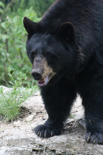 bear animal zoo nebraska omaha claws omahazoo blackbear wildlifesafari canoneos30d