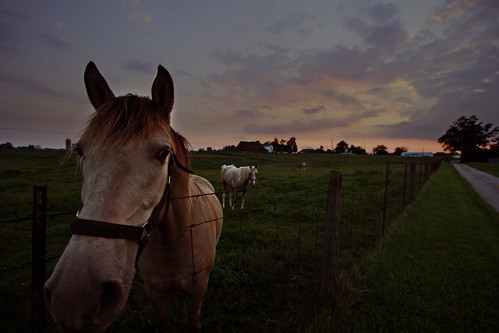 road sunset horse clouds fence landscape kentucky 1022mm nicholasville