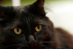 face of count catula, our black cat    MG 1165 