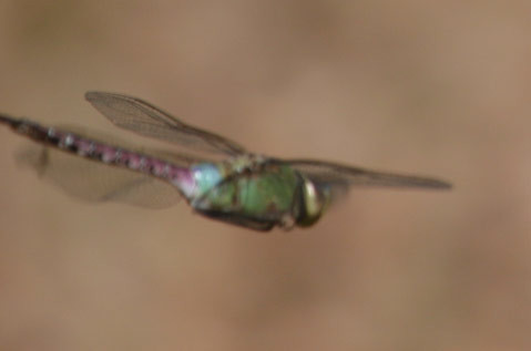 october dragonfly 2006 nantucket thewoods greendarner sanfordfarm anaxjunius