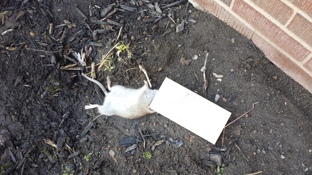 Rats homes trap