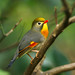 Red-billed leiothrix (Pekin Robin)