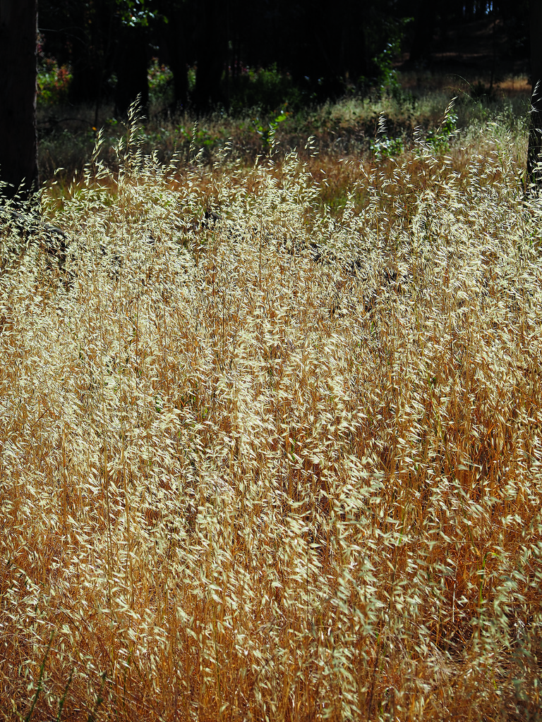 Grasses in the Point Pinole Meadow