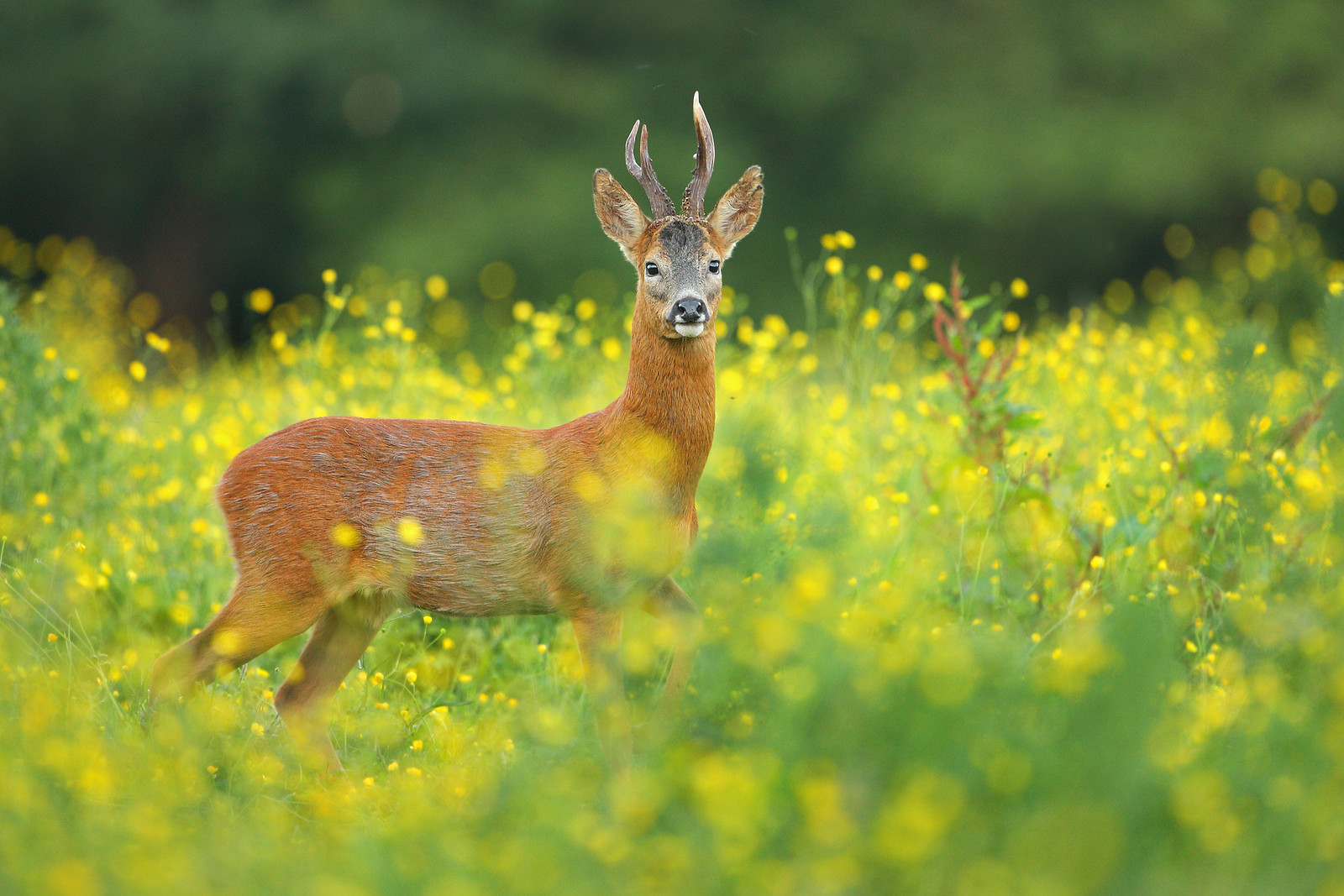 Roe Deer in Buttercup Meadow