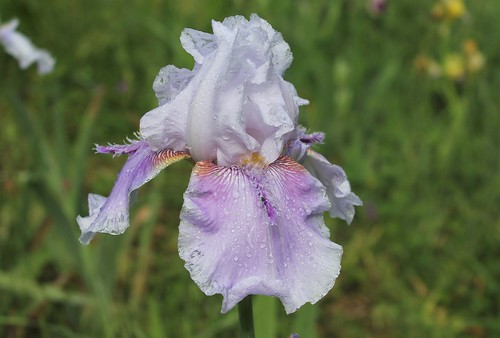 Iris 'Epée Violette' - Bourdillon 2004 42799864202_e0cec65a99