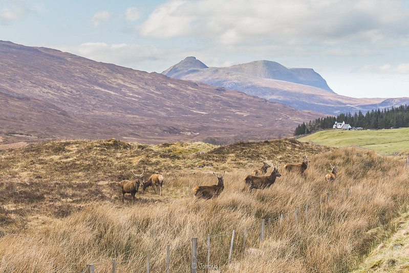 Deers - Scotland 2017