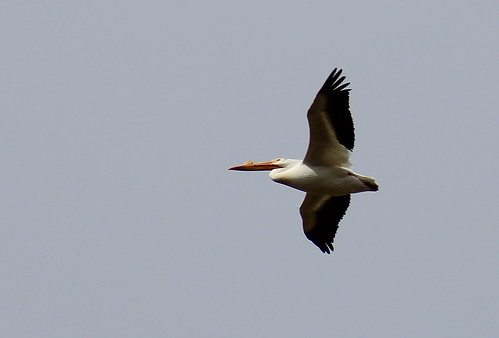 bird birdsoforegon pelican whitepelican americanwhitepelican pelecanuserythrorhynchos