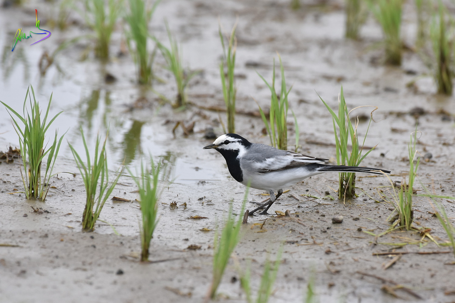 White_Wagtail_1230